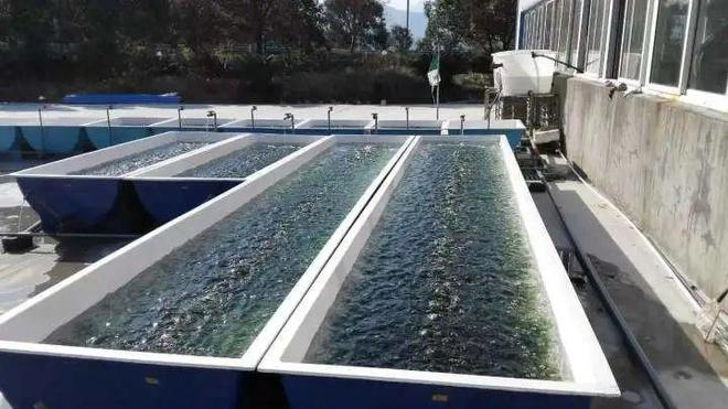 春日海味正當(dāng)時 象山海水養(yǎng)殖技術(shù)研發(fā)引領(lǐng)鮮味新篇章