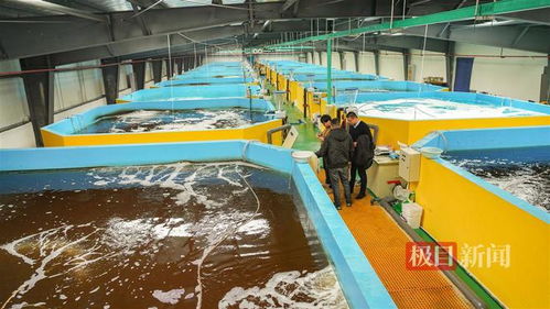 武漢內(nèi)陸研發(fā)海水養(yǎng)殖技術(shù)，2毫米對(duì)蝦苗兩月游上市民餐桌