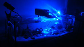 三湖慈鯛養(yǎng)殖中海水技術(shù)的應(yīng)用與過(guò)濾系統(tǒng)優(yōu)化探討