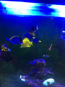 昌平北七家海水魚(yú)友出養(yǎng)定老魚(yú)，限同城打包自提，共探海水養(yǎng)殖技術(shù)交流